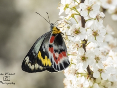 Delias harpalyce (Imperial Jezebel) at Paddys River, ACT - 29 Aug 2023 by Johnpic