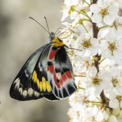 Delias harpalyce (Imperial Jezebel) at Paddys River, ACT - 29 Aug 2023 by Johnpic