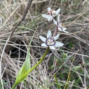 Wurmbea dioica subsp. dioica at Mulloon, NSW - 30 Aug 2023