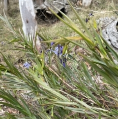 Stypandra glauca at Mulloon, NSW - 30 Aug 2023 02:10 PM