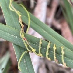 Cassytha pubescens (Devil's Twine) at Mulloon, NSW - 30 Aug 2023 by JaneR