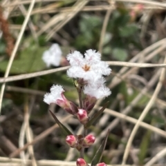 Leucopogon virgatus (Common Beard-heath) at Mulloon, NSW - 30 Aug 2023 by JaneR