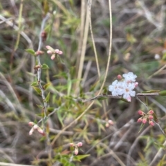 Leucopogon virgatus at Mulloon, NSW - 30 Aug 2023