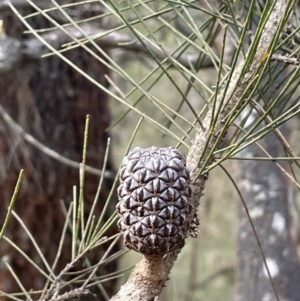 Allocasuarina littoralis at Mulloon, NSW - 30 Aug 2023