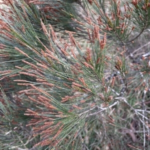 Allocasuarina littoralis at Mulloon, NSW - 30 Aug 2023