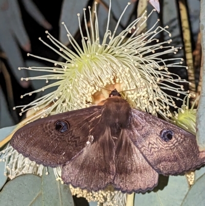 Dasypodia selenophora at Leinster, WA - 30 Aug 2023 by HelenCross