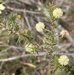 Acacia ulicifolia (Prickly Moses) at Mulloon, NSW - 30 Aug 2023 by JaneR