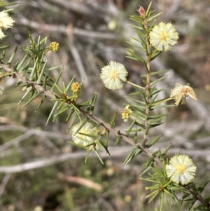 Acacia ulicifolia at Mulloon, NSW - 30 Aug 2023 12:16 PM