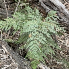 Pteridium esculentum (Bracken) at Mulloon, NSW - 30 Aug 2023 by JaneR