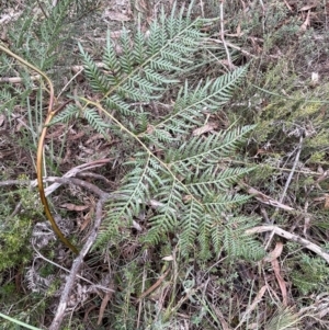 Pteridium esculentum at Mulloon, NSW - 30 Aug 2023