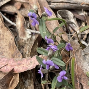 Hovea heterophylla at Mulloon, NSW - 30 Aug 2023 12:12 PM