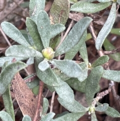 Hibbertia obtusifolia (Grey Guinea-flower) at Mulloon, NSW - 30 Aug 2023 by JaneR