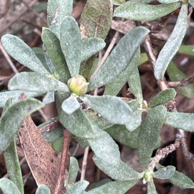 Hibbertia obtusifolia (Grey Guinea-flower) at Mulloon, NSW - 30 Aug 2023 by JaneR