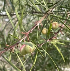 Persoonia linearis (Narrow-leaved Geebung) at Mulloon, NSW - 30 Aug 2023 by JaneR