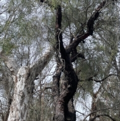 Persoonia linearis at Mulloon, NSW - 30 Aug 2023