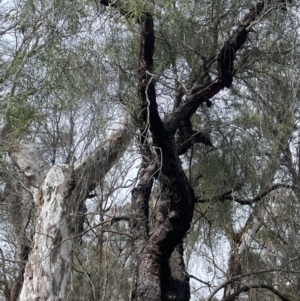 Persoonia linearis at Mulloon, NSW - 30 Aug 2023