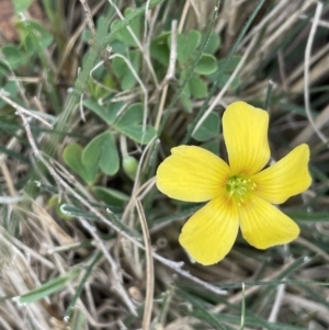 Oxalis sp. at Mulloon, NSW - 30 Aug 2023 02:29 PM