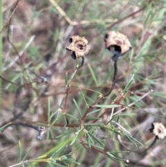 Gompholobium huegelii (pale wedge–pea) at Scott Nature Reserve - 30 Aug 2023 by JaneR