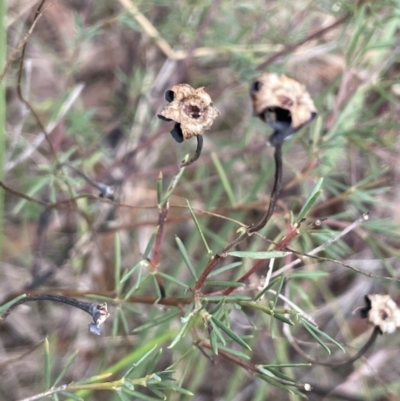 Gompholobium huegelii (Pale Wedge Pea) at Mulloon, NSW - 30 Aug 2023 by JaneR