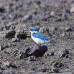 Todiramphus sanctus at Wellington Point, QLD - 29 Aug 2023 02:38 PM