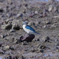 Todiramphus sanctus at Wellington Point, QLD - 29 Aug 2023 02:38 PM