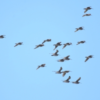 Numenius phaeopus (Whimbrel) at Cleveland, QLD - 30 Aug 2023 by TimL