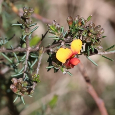 Dillwynia sericea (Egg And Bacon Peas) at Glenroy, NSW - 26 Aug 2023 by KylieWaldon