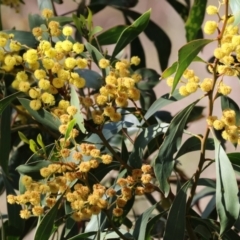 Acacia pycnantha (Golden Wattle) at Glenroy, NSW - 26 Aug 2023 by KylieWaldon