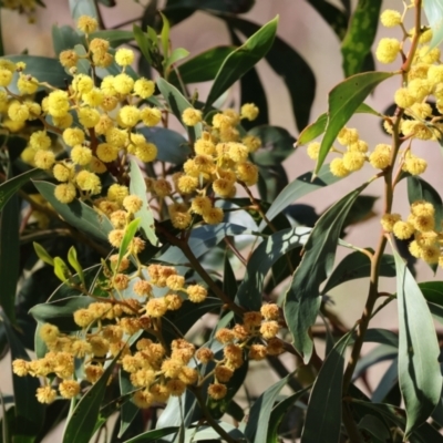 Acacia pycnantha (Golden Wattle) at Glenroy, NSW - 26 Aug 2023 by KylieWaldon