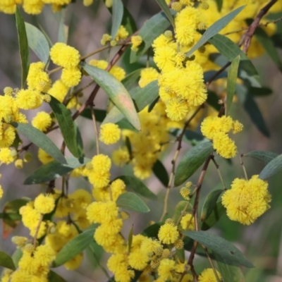 Acacia verniciflua (Varnish Wattle) at Glenroy, NSW - 26 Aug 2023 by KylieWaldon