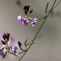 Glycine clandestina (Twining Glycine) at Glenroy, NSW - 26 Aug 2023 by KylieWaldon