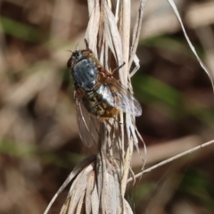 Unidentified Blow fly (Calliphoridae) at Glenroy, NSW - 26 Aug 2023 by KylieWaldon