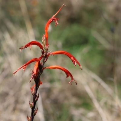 Chasmanthe floribunda (African Corn-Flag) at Glenroy, NSW - 26 Aug 2023 by KylieWaldon