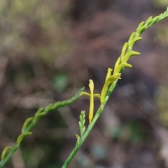 Chasmanthe floribunda (African Corn-Flag) at Glenroy, NSW - 26 Aug 2023 by KylieWaldon