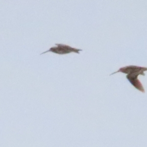 Gallinago hardwickii at Fyshwick, ACT - 27 Aug 2023 04:31 PM