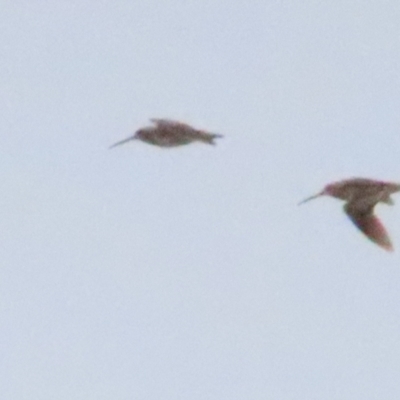 Gallinago hardwickii (Latham's Snipe) at Fyshwick, ACT - 27 Aug 2023 by BenW