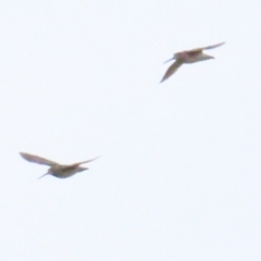 Gallinago hardwickii at Fyshwick, ACT - 27 Aug 2023 04:31 PM