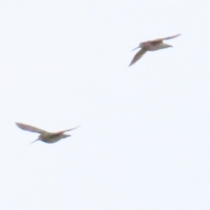 Gallinago hardwickii at Fyshwick, ACT - 27 Aug 2023 04:31 PM