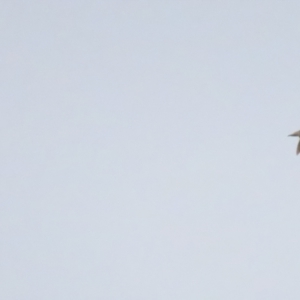 Gallinago hardwickii at Fyshwick, ACT - 27 Aug 2023