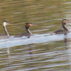 Podiceps cristatus (Great Crested Grebe) at Acton, ACT - 27 Aug 2023 by BenW