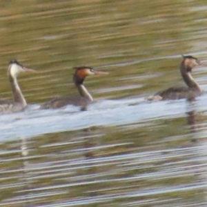 Podiceps cristatus at Acton, ACT - 27 Aug 2023 02:49 PM