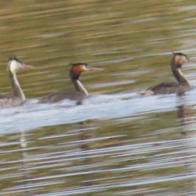 Podiceps cristatus (Great Crested Grebe) at Acton, ACT - 27 Aug 2023 by BenW