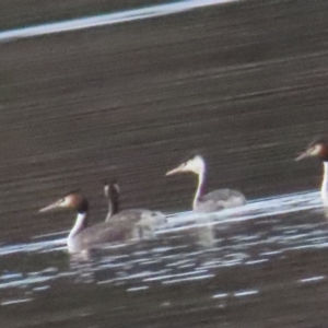 Podiceps cristatus at Acton, ACT - 27 Aug 2023