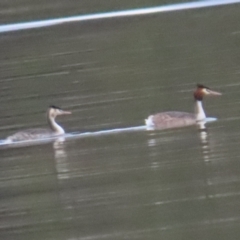 Podiceps cristatus at Acton, ACT - 27 Aug 2023