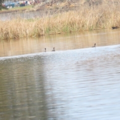 Podiceps cristatus at Acton, ACT - 27 Aug 2023 02:49 PM