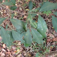 Syzygium paniculatum (Magenta Lilly Pilly, Magenta Brush Cherry) at Beecroft Peninsula, NSW - 29 Aug 2023 by plants