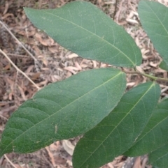 Ficus coronata (Creek Sandpaper Fig) at Porters Creek, NSW - 29 Aug 2023 by plants