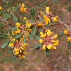 Pultenaea daphnoides (Large-leaf Bush-pea) at Porters Creek, NSW - 29 Aug 2023 by plants