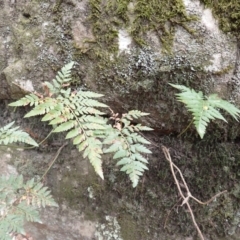 Davallia solida var. pyxidata (Hare's Foot Fern) at Pointer Mountain, NSW - 29 Aug 2023 by plants