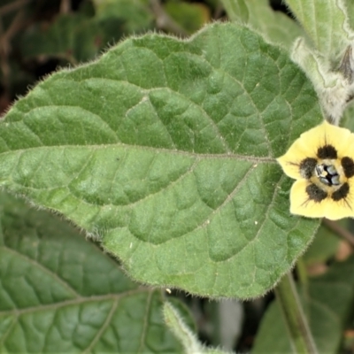 Physalis peruviana (Cape Gooseberry) at Pointer Mountain, NSW - 29 Aug 2023 by plants